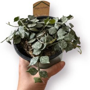 4in Hoya Curtisii, Miniature Wax Plant, Hoya Plants, Clean Air Plant, Home Decor Plants, Idea Gift for All Occasions, Unique House Plants
