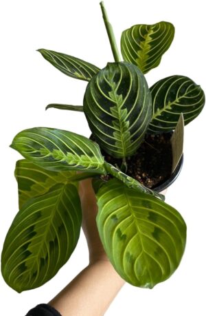 4" Maranta Lemon Lime, Prayer Plant, Real Plant, Live Plant, Office Plant, Good for Decor, Ideal Gift for All ocassions, Home Decor