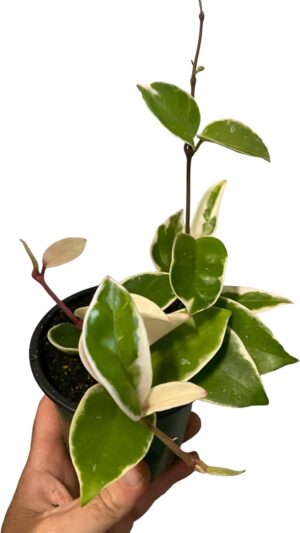 4in Hoya Carnosa sp, Unique Hoya Plants - Perfect Indoor and Office Plants, Live Real Plants for Clean Air, Ideal Gifts for All Occasions