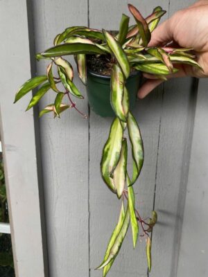 4in Hoya Wayetii Variegated, Rare Hoya Plant,Variegated Wax Plant, Wayetii Hoya, Variegated Porcelain Flower, Stringbean Hoya, Real Live Plant, Hoya Plant for Home Decor