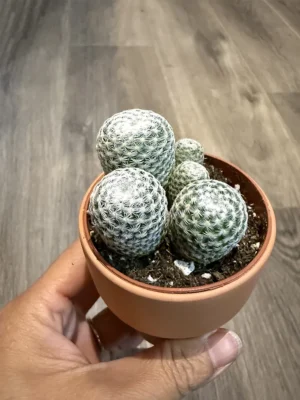 2.5in Cactus Assort