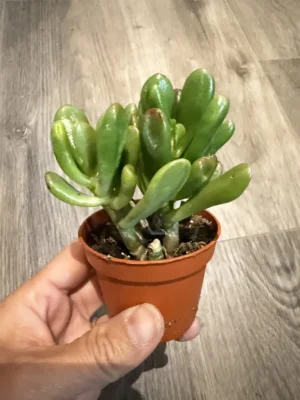 2.5in Jade Succulent