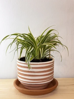 4in Spider Plant