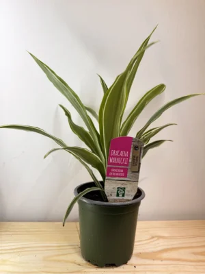 4in Dracaena Warneckii Plant