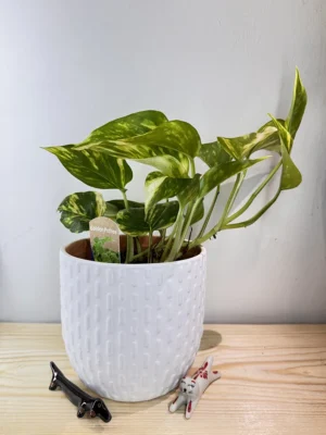 4in Goden pothos
