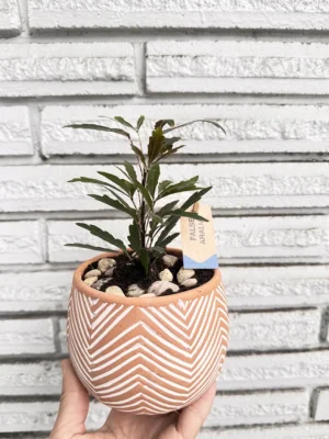 2.5in False Aralia Plant