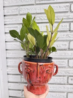 6in ZZ plant, Zamioculcas zamiifolia