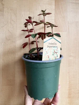 4in Pepperomia Rubella