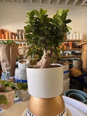 8in Ficus Gingseng Bonsai