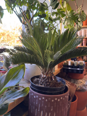 10in Palm King Sago