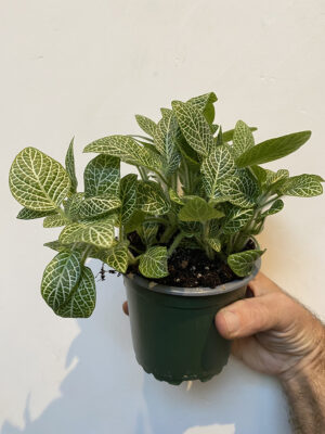 4in Nerve plant, Fittonia (green, pink, red)