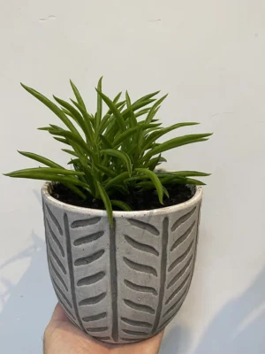 4in Happy Bean Plant, Peperomia Ferrey