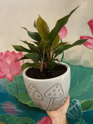 6in Aglaonema, Chinese Evergreen