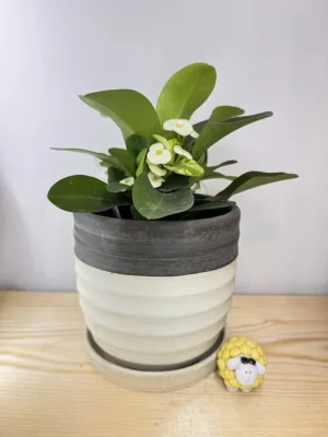 4in Crown Of Thorn Plant