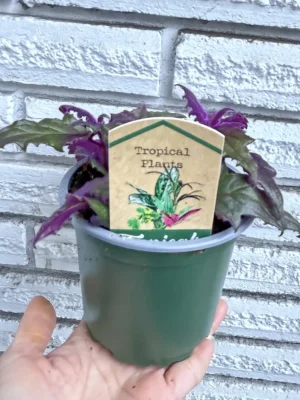 4in Purple Passion Plant, Velvet Plant