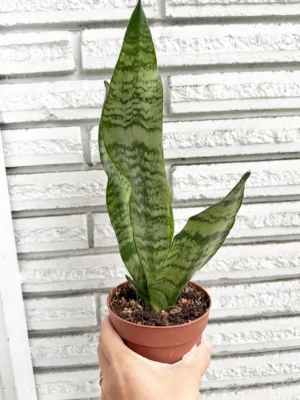 4in Snake Plant