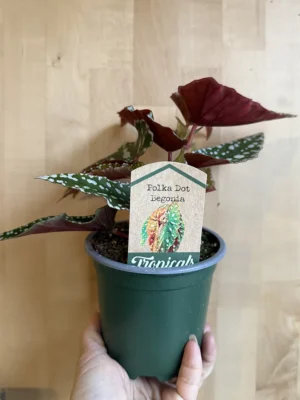 4in Potka Dot Begonia