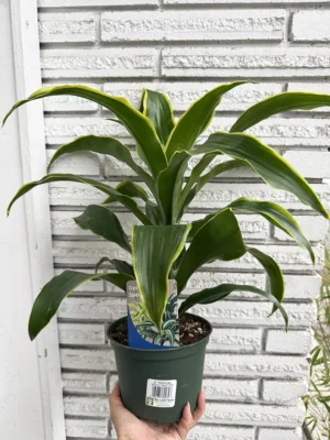 6in Dracaena Plant