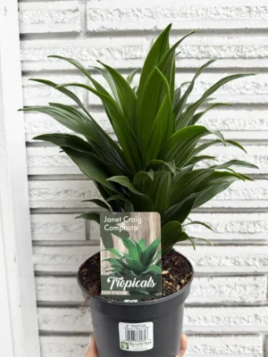 6in Janet Craig Compacta