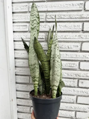 6in Snake Plant