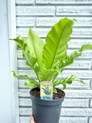 6in Tropical Fern Plant