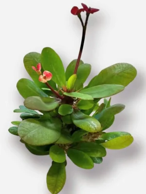 Crown of Thorns (Euphorbia milii) in a 4-inch Pot, The Resilient Succulent, Christ Plant, Exotic Plant, Good for House Decor, Easy to Care Plants, Plant for Office, Indoor Plant