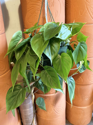 8in Hanging Basket Philodendron Cordatum