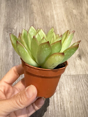 2.5in Succulent Assort