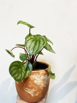 4in Peperomia Watermelon