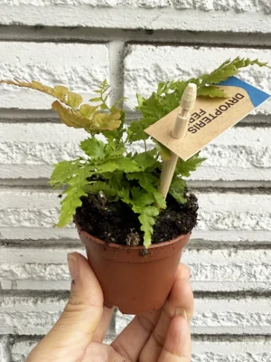 Combo 3 x 2.5in Plant (Assort)