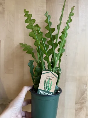 4in Fishbone Cactus