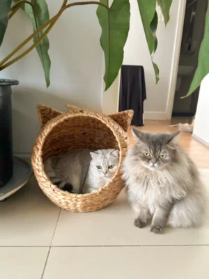 Handwoven Water Hyacinth Cat House with Cushion - D50cm x H50cm