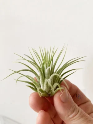 Tillandsia Ionantha Scaposa