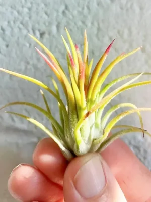 Tillandsia Ionantha Fuego (Cluster)