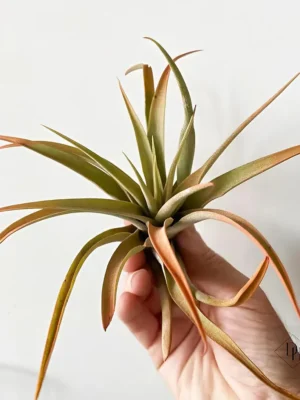 Air Plant Tillandsia Capitata Peach (Small)