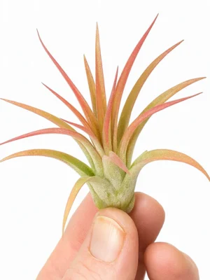 Tillandsia Ionantha Rubra (Size S, M, L, Cluster)