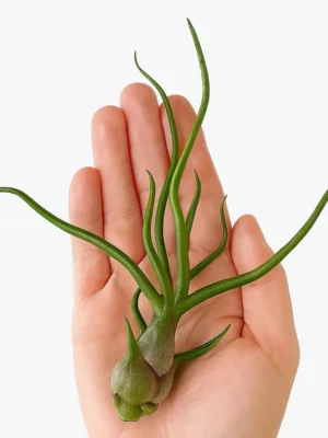 Tillandsia Bulbosa (Species)