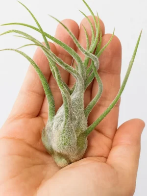 Tillandsia Pruinosa
